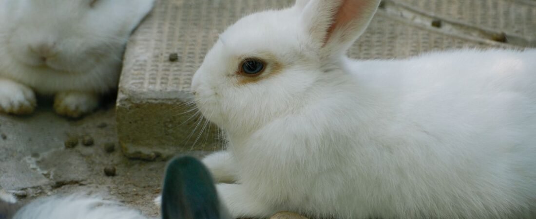 Fortune Rabbit paga mesmo? O que o RTP de 96,75% revela