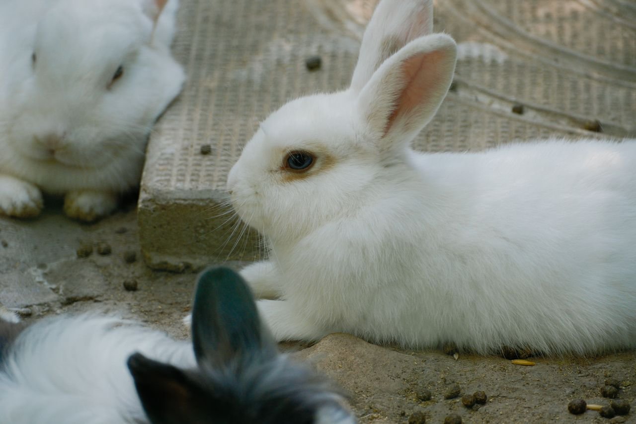 Fortune Rabbit paga mesmo? O que o RTP de 96,75% revela